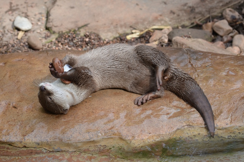 day, lying down, animal, zoo, wild, relaxation, one animal, vertebrate, outdoors, rodent, nature, mammal, brown, focus on foreground, animal themes, wildlife