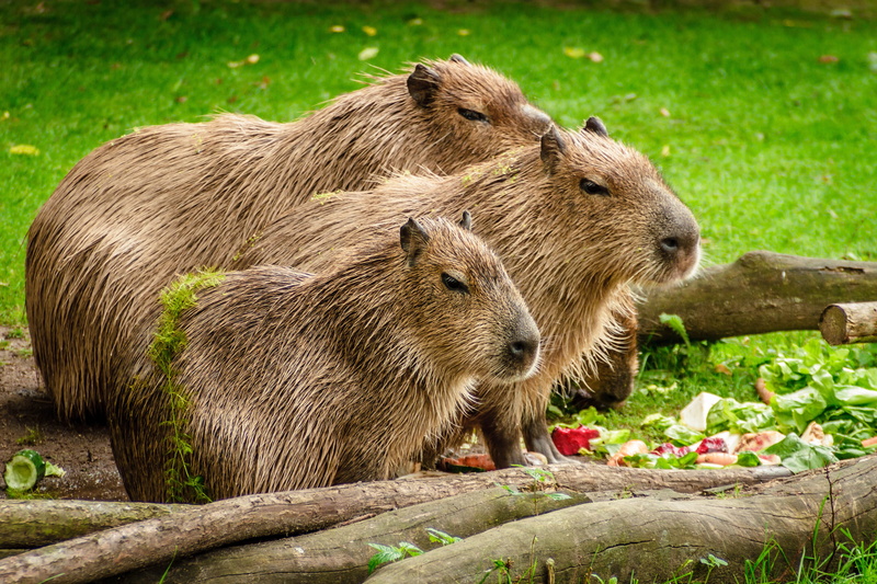 field, close-up, fur, animals, animal wildlife, photo, plant, brown, animal, bear, standing, meadow, capybara, near, outdoors, 5K, hydrochoerus hydrochaeris