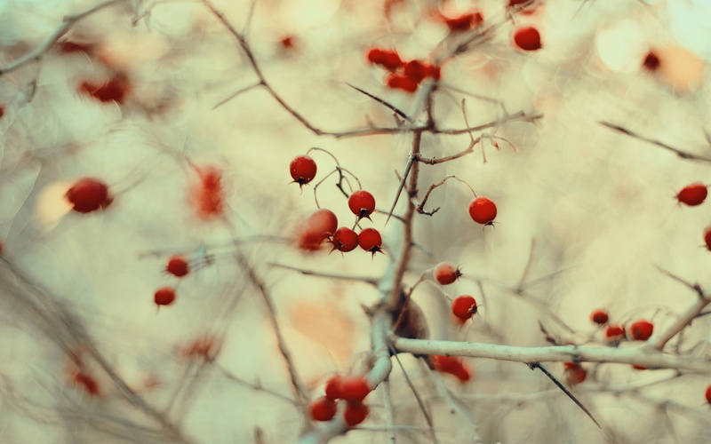 1080P, nature, focus on foreground, close-up, outdoors, freshness, wellbeing, ripe, beauty in nature, tree, plant, berry fruit, day, healthy eating, rowanberry