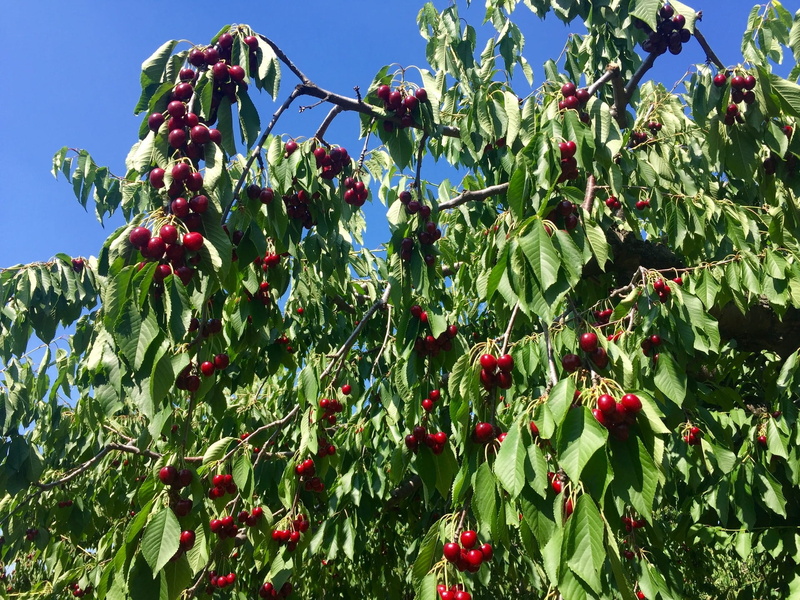 organic, Cherry Tree, cherry, outdoors, food, plant, ripe, leaf, sky, freshness, green, beauty in nature, no people, blue, red, plant part, branch, day