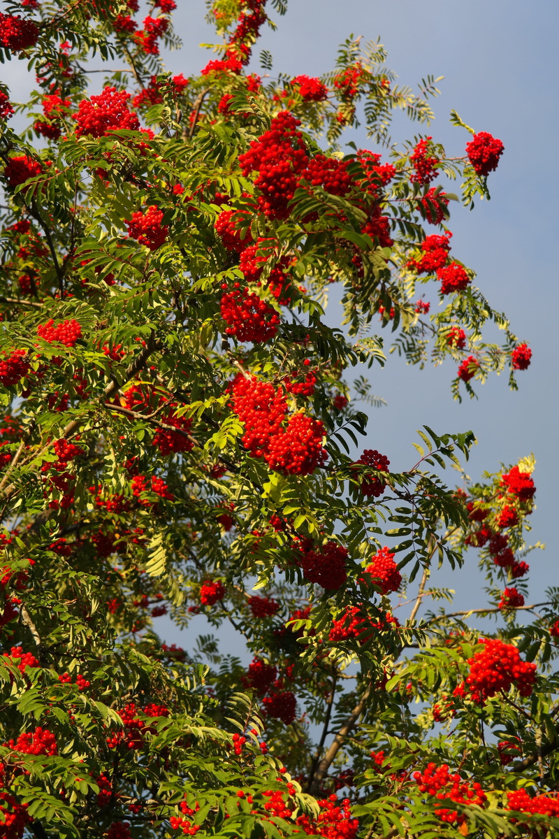 healthy eating, sorbus aucuparia edulis, lit up, ripe, no people, Rowan, Berries, edible bird berry, sorbus aucuparia dulcis, plant part, flower, moravian rowan