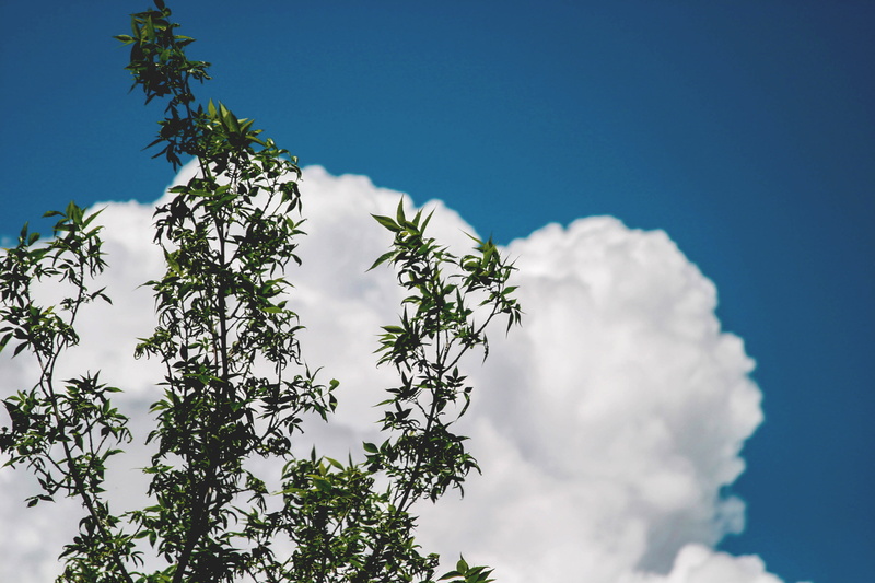 plant, nature, trees, white color, branch, flower, growth, green, blue, tree, white, low angle view, cloud - sky, day, leafed, sky, freshness, clouds, 2K