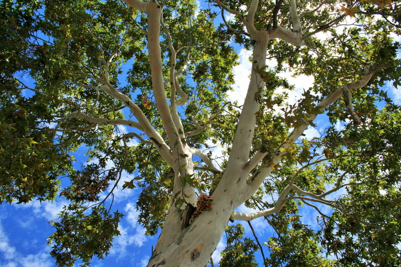 photo, no People, branch, tree canopy, directly below, hanging, leafed, plant, sunlight, tranquility, low Angle View, leaf, White, blue, Trunk, tree Trunk