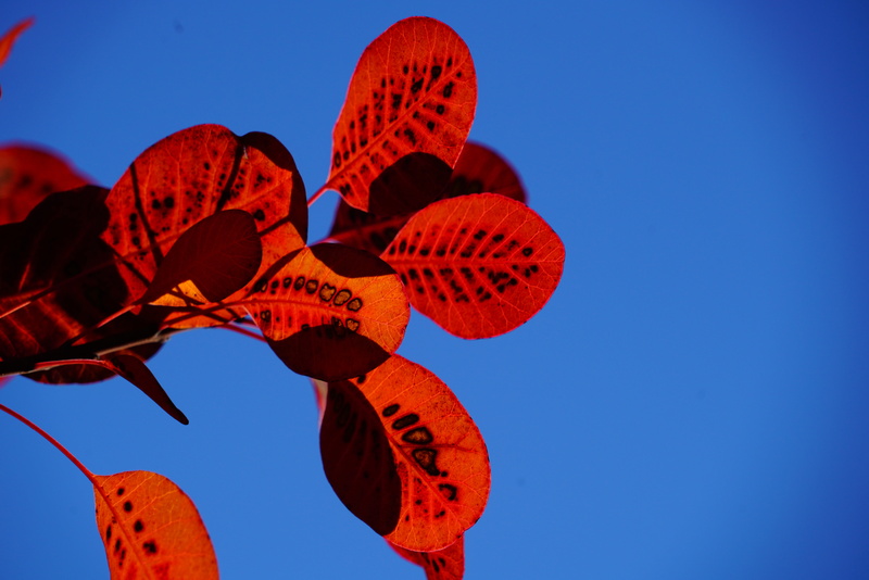 bush, points, sunlight, beauty in nature, plant, low angle view, fall foliage, no people, day, grove, regular wig brush, fisettholz, blue, autumn colours