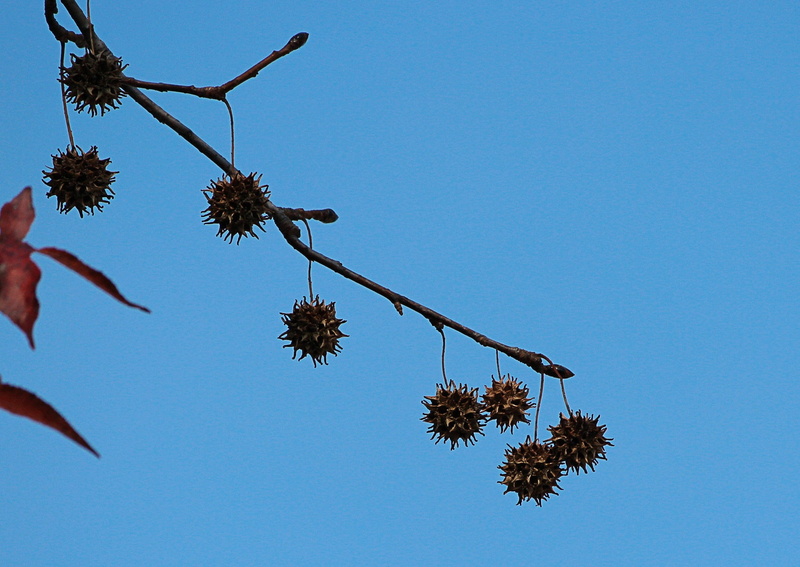 day, plant part, Seed, 2K, nature, outdoors, summer, Limb, flower, Sweet Gum Tree, tree, spiky ball, plant, copy space, beauty in nature, growth, flowering plant