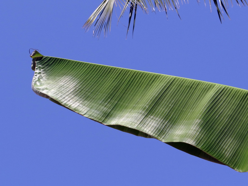 directly below, nature, low angle view, no People, half, beauty in nature, day, sunlight, Banana, plant part, palm Tree, Plants, flora, tranquility, tree