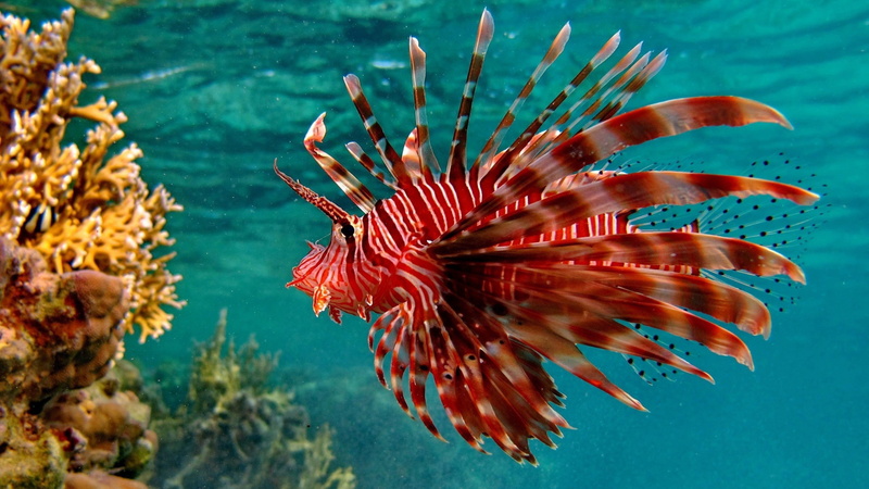underwater, animals, fish, 4K, scorpaenid, lionfish, scorpaenoid