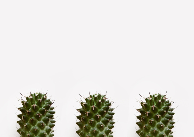 thorn, growth, succulent, cactus, healthy eating, 2K, close, indoors, photo, in a row, copy space, spikes, no people, spiky, cut out, food and drink, thorns