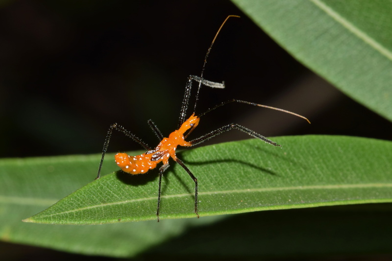 outdoors, no people, animal wildlife, arthropods, 5K, nymph, lying in wait, animal leg, animal, nature, animal body part, night, hunting, close up, animals in the wild