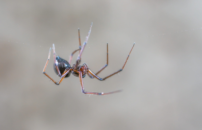 close-up, photography, little, arthropod, brown, creepy, macro, animal themes, animal, focus on foreground, zoology, one animal, no people, day, animal wildlife