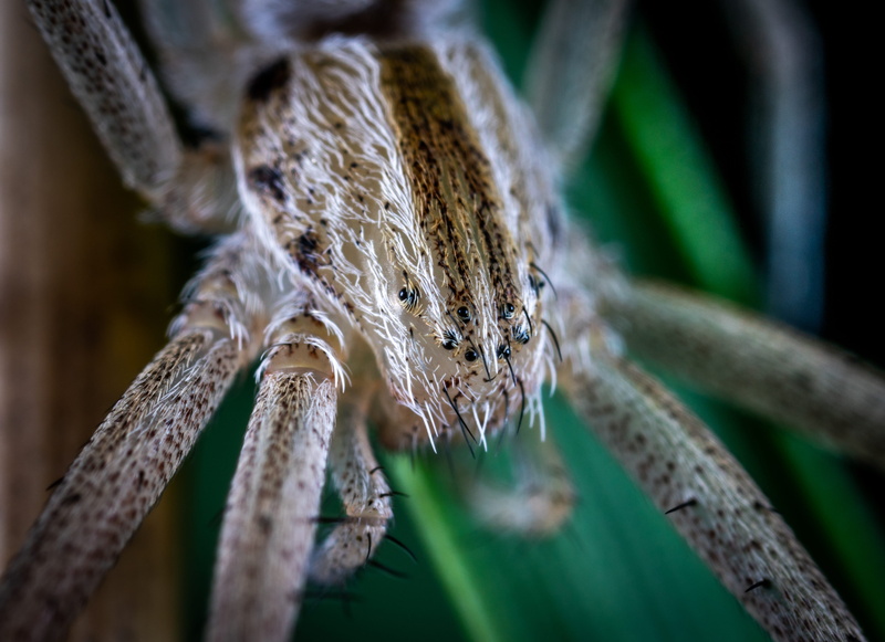 environment, arthropod, nature, photography, creepy, eerie, gray, selective focus, jumping spider, invertebrate, animal, 4K, little, close-up, animal wildlife