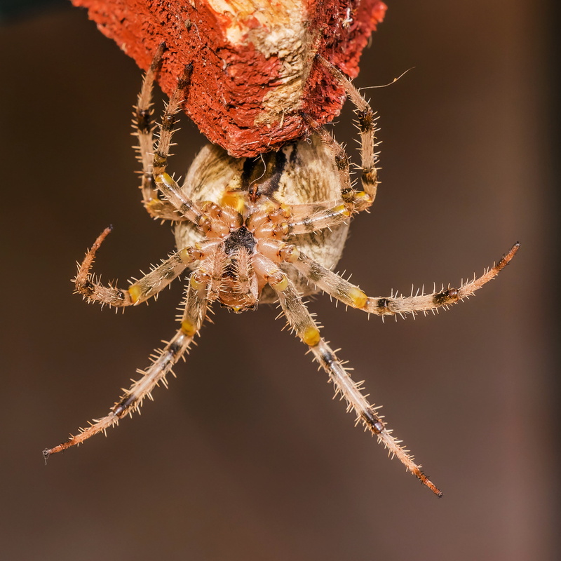 spider web, close-up, photography, arachnid, insect, crowned keresztespók, zoology, hairy, with, araneus diadematus, macro, animal body part, one animal