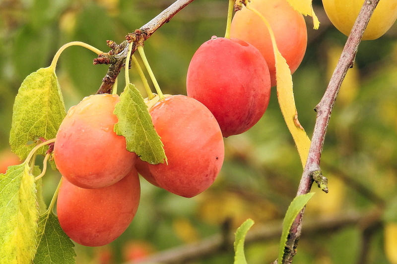leaf, outdoors, hanging, yellow plums, tree, wellbeing, close-up, 2K, plant, healthy eating, agriculture, branch, focus on foreground, summer, green color