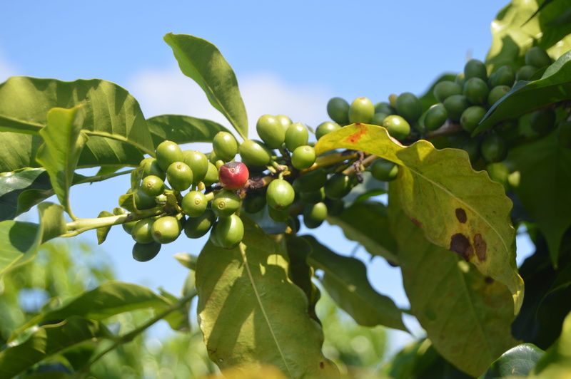 natural, plantation, nature, 5K, crop, plant part, agriculture, outdoors, gardening, healthy eating, growth, food, environment, grow, fruit, ripe, coffee