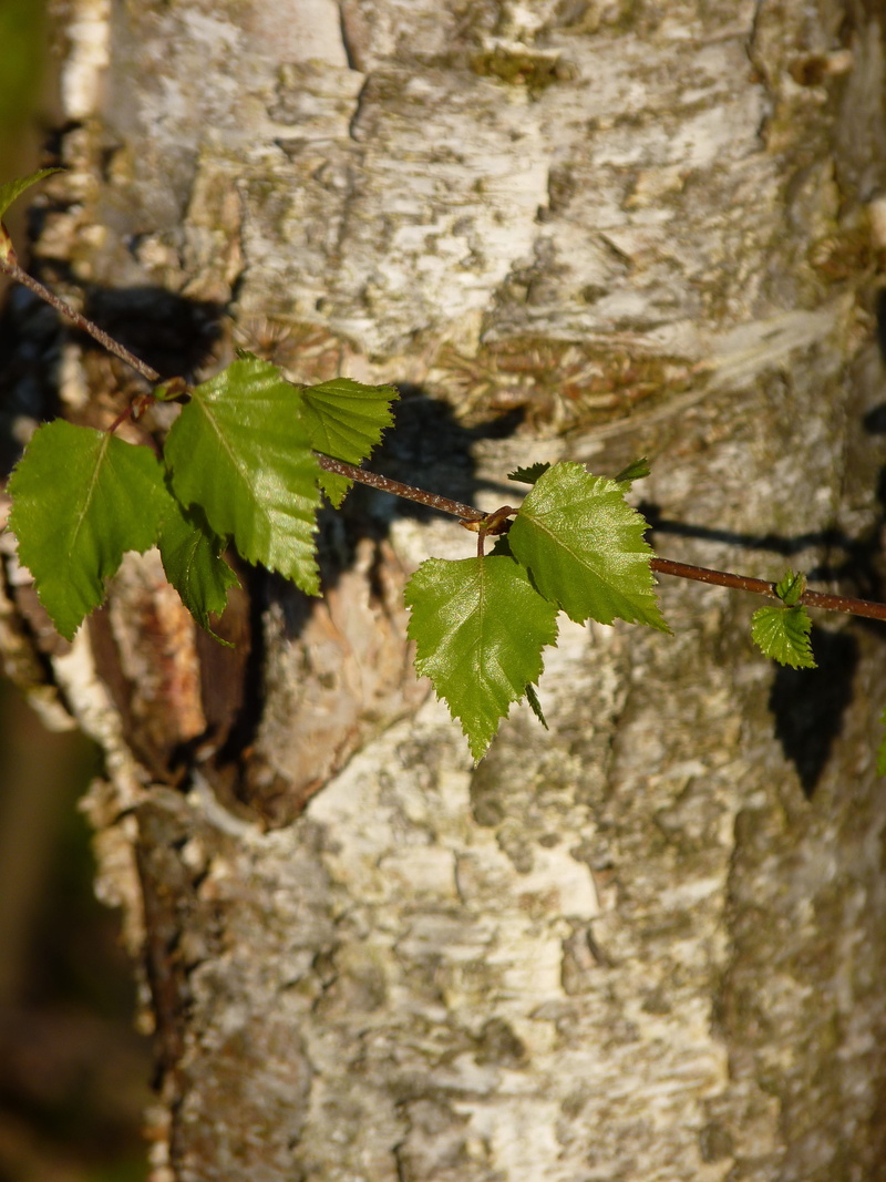 textured, woodland, white, tree bark, branches, birch bark, branch, Tree, day, plant part, Bark, bark, butterfly - insect, white bark, birch trunk, animal wildlife