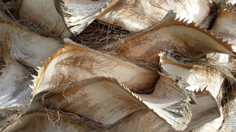 palm tree, high angle view, brown, wellbeing, close-up, food, background, seafood, full frame, wood - material, landscape, outdoors, trees, food and drink