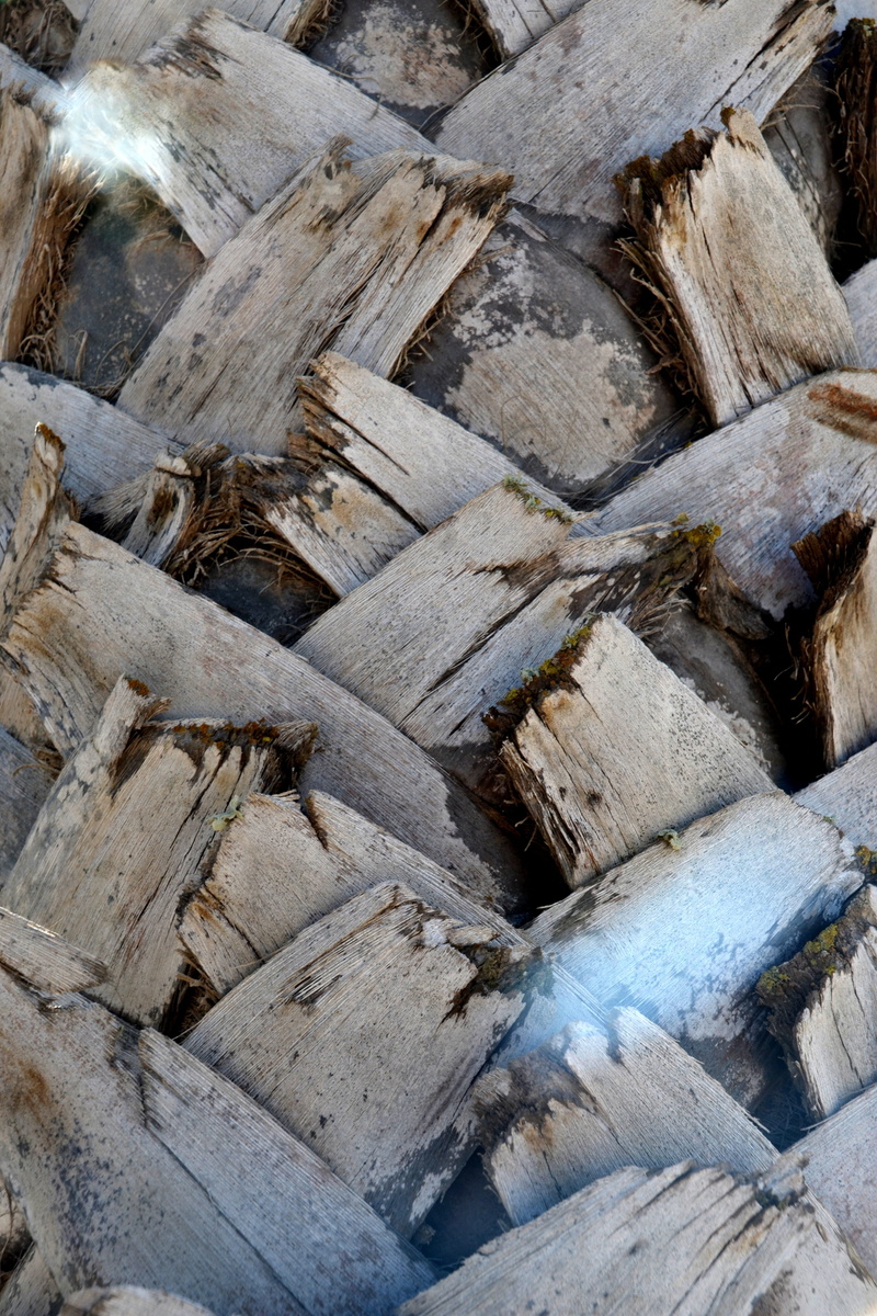 no People, close, Wood, backgrounds, log, full frame, Structure, section, Palm, forest, close-up, large group of objects, high angle view, timber, stack