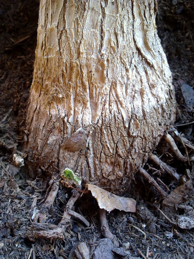tree trunk, cold temperature, palm, brown, tranquility, bark, trunk, no people, outdoors, forest, textured, land, wood - material, root, beauty in nature