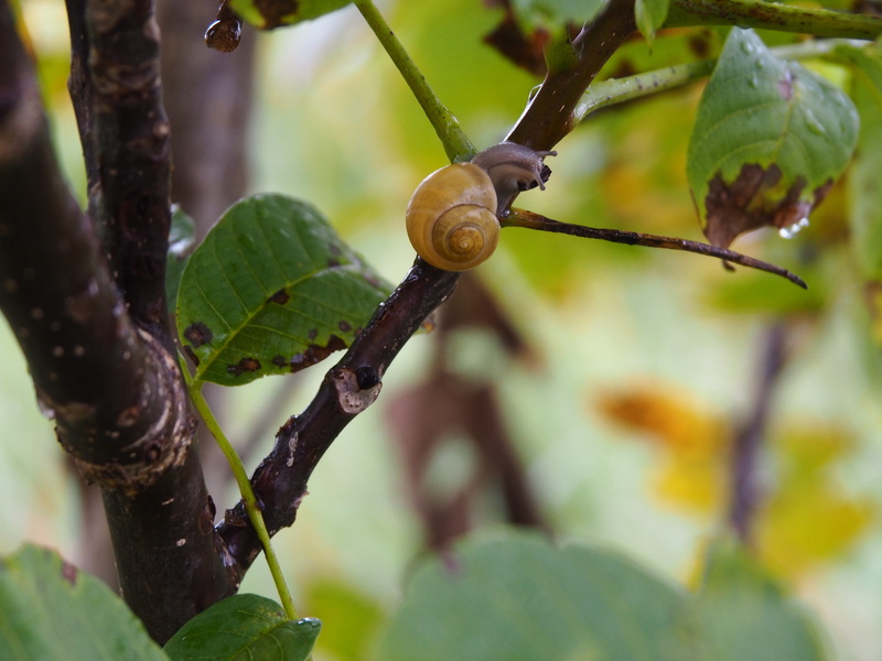 snail shell, wood, fruit, selective focus, no people, tree, plant part, forest, animal world, tribe, bark, animal, food and drink, mollusk, reptile, branch