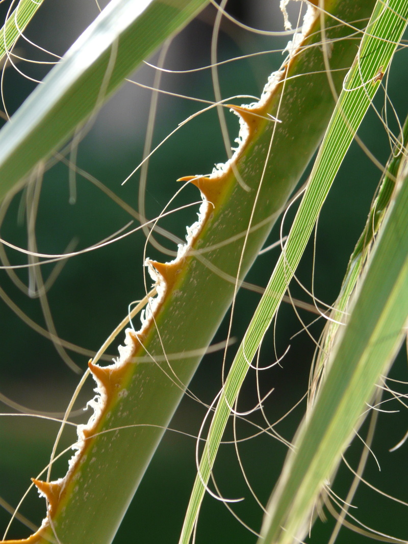 orange brown, biodata, smart, spider web, botany, washingtonia filifera, animal, washington palm, web, palm fronds, animal wildlife, thorns, spider, nature