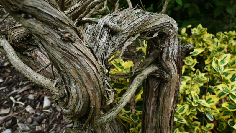 focus on foreground, brown, leaf, Ancient, trees, Woody, growth, green color, no people, giant, wooden, curls, close-up, beauty in nature, green, curly