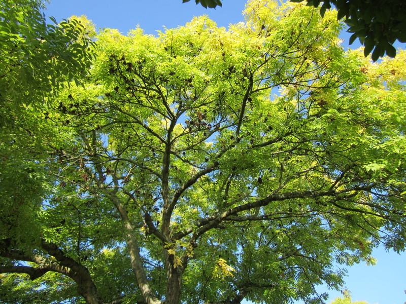 clear sky, green color, plant, low angle view, foliage, tranquil scene, botany, park, species, outdoors, european ash, nature, sunlight, day, branch, beauty in nature
