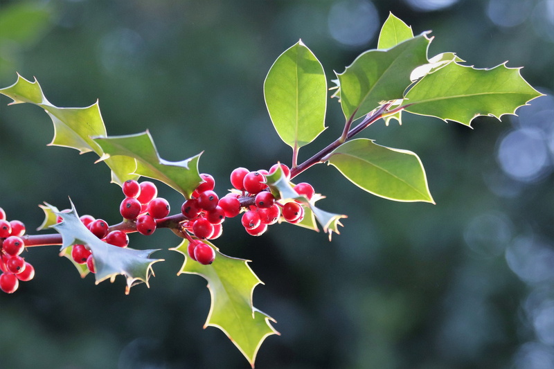 winter, day, 5K, growth, leaf, green color, focus on foreground, fruit, plant part, food, red berries, branch, plant, beauty in nature, outdoors, outdoor