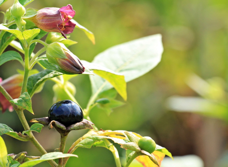 black, day, cherry, black belladonna, freshness, animal wildlife, beauty in nature, branches, no people, flowers, plant, close-up, bush, 4K, bud, perching