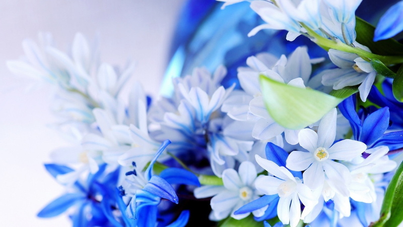 macro, flowers, plants, closeup, 1080P, blue flowers, nature
