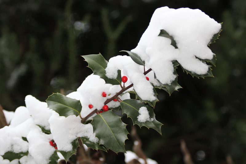 tree, outdoors, day, red berries, flower head, branch, nature, focus on foreground, christmas holly, outdoor, božikovina, no people, close-up, snow, freshness