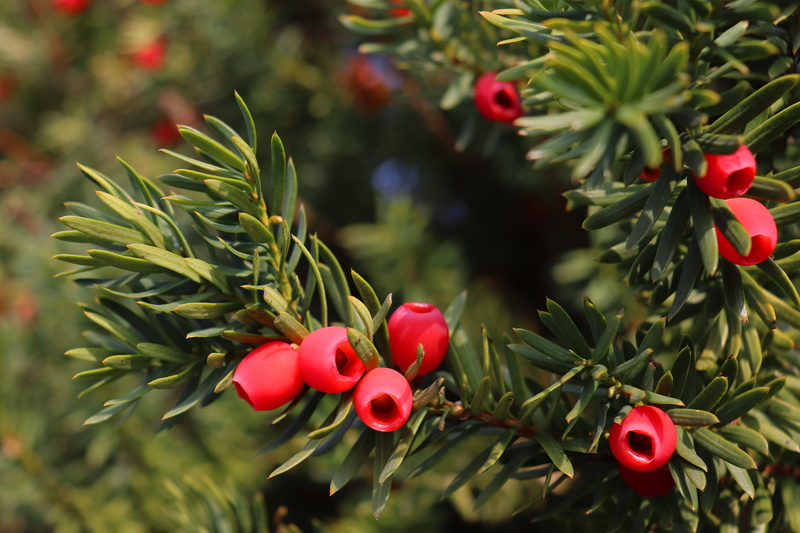 celebration, close-up, fruit, bush, green, freshness, nature, focus on foreground, day, plant, beauty in nature, leaf, yew, conifer, poisonous plant, outdoors