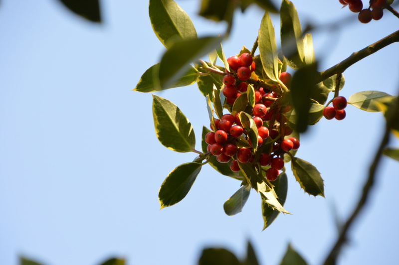 leaf, low angle view, 2K, festival, red berries, food, tree, growth, berry fruit, close-up, beauty in nature, branch, christmas, fruit, ornament, floral