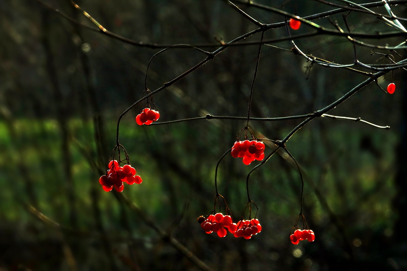 nature, tree, berry fruit, cherry, growth, flower, 5K, no people, season, plant, focus on foreground, freshness, day, red, close-up, fruit, bush, ripe