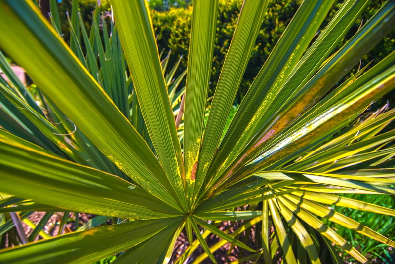 effects, leaf, backgrounds, nature, sunlight, growth, close-up, foliage, palm, object, botany, horizontal, no people, palm tree, light, pattern, tree, frond