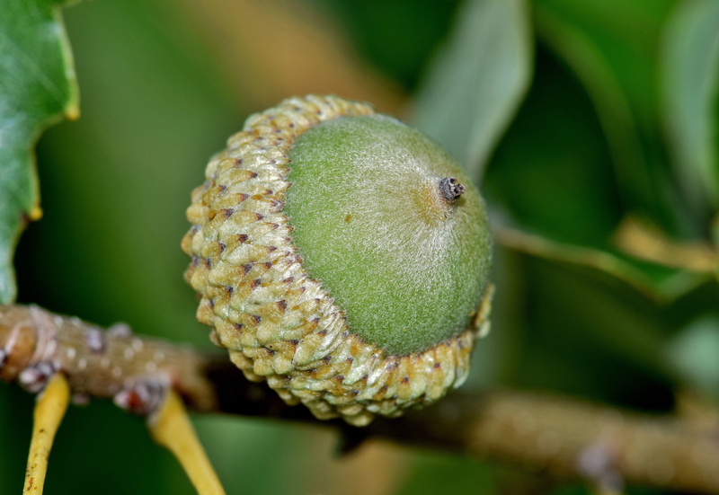 quercus muehlenbergii, close-up, 5K, flora, animal, outdoors, day, seed, focus on foreground, botany, one animal, leaves, botanical, food, green Color