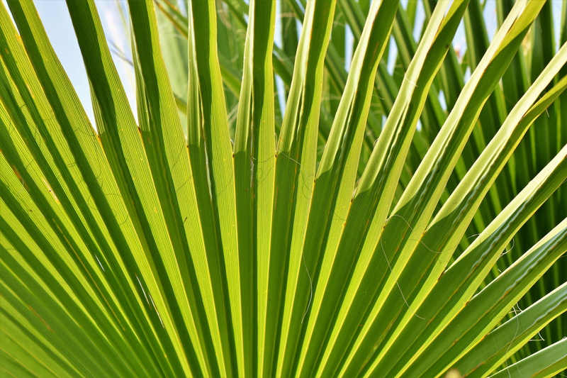 frond, pattern, palm leaf, james, natural pattern, full frame, no people, flora, vacations, fan palm, complexity, outdoors, sheet threads, fan shaped, nature