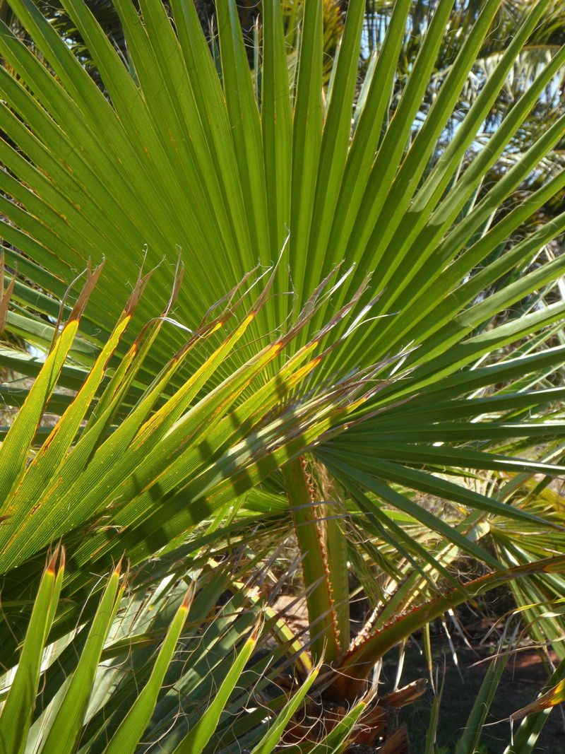 palm fronds, frond, plant part, coniferous tree, botany, palm, fan palm, outdoors, flora, no people, leaf, natural pattern, land, close-up, day, james