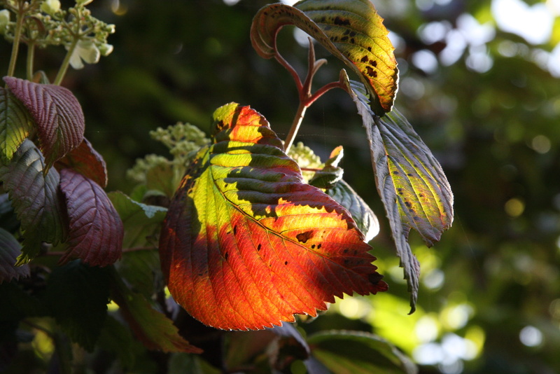 one animal, food and drink, Flora, flower, nature, healthy eating, beauty In Nature, backlighting, Leaves, leaf, tree, animal wildlife, focus on foreground