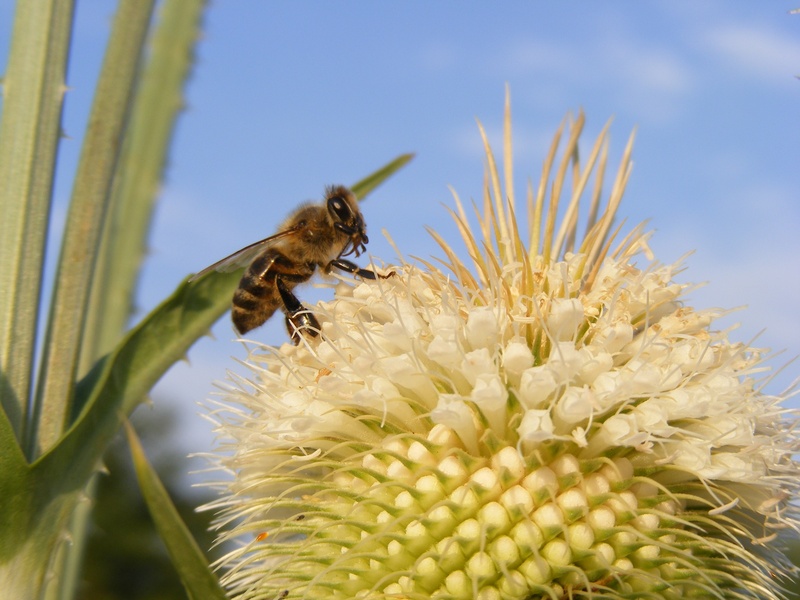 cutleaf, no people, flower, petal, animal, pollination, animal wildlife, thistle, teasel, fragility, dipsacus, insects, vulnerability, flowering plant