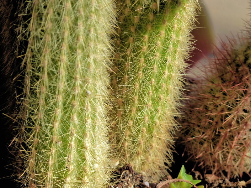cactus, spiny, spiked, thorn, close-up, no people, thistly, nature, sign, focus on foreground, 4K, day, field, plant, selective focus, outdoors, growth