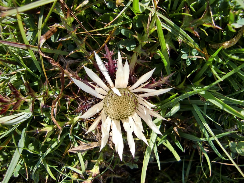 thistle, prickly, day, close-up, blossom, no people, green color, freshness, inflorescence, white, land, petal, protected, field, silver thistle, pollen