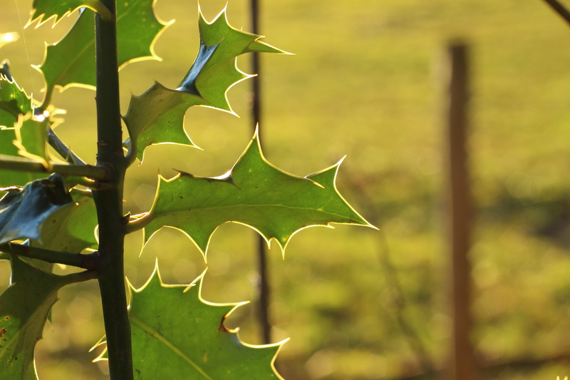 plant stem, beauty in nature, growth, tree, day, plant, 5K, holly, close-up, sunlight, plant part, forest, tranquility, leaves, green Color, spiny, prickly