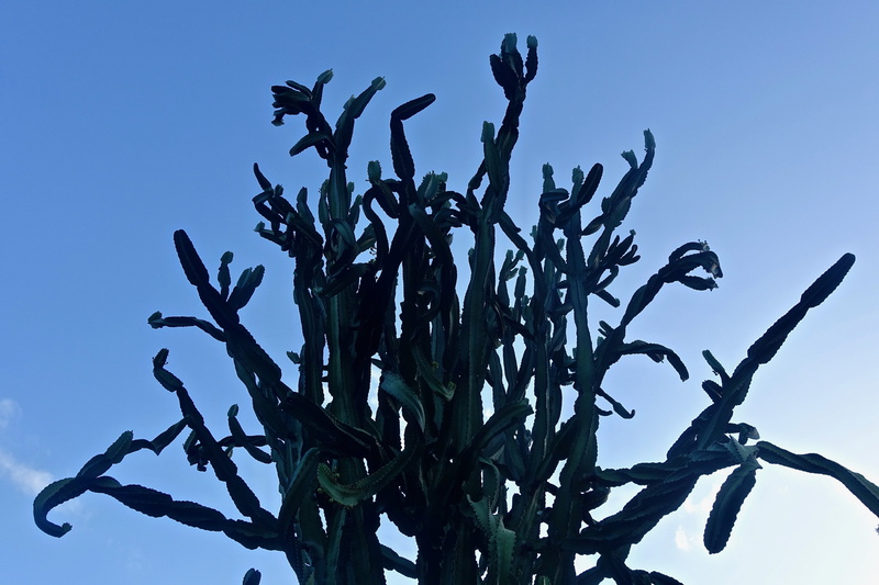 leaves, spiny, plant, outdoors, agriculture, 5K, blue, tranquility, leaf, cactus, sky, plant part, nature, growth, branch, botany, clear sky, day, food