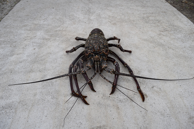 animals in the wild, animal wildlife, invertebrate, animal themes, one animal, 5K, outdoors, no people, arachnid, arthropod, zoology, nature, crustaceans