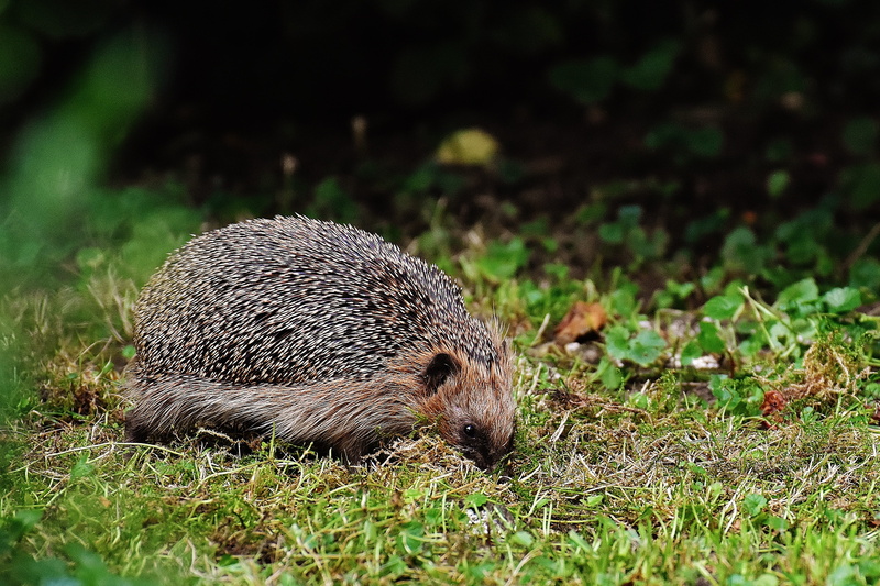 mammal, no people, cute, outdoors, brown, hedge, blur, animal world, rodent, wildlife, animal wildlife, grass, portrait, wild, field, nature, ecology, close-up