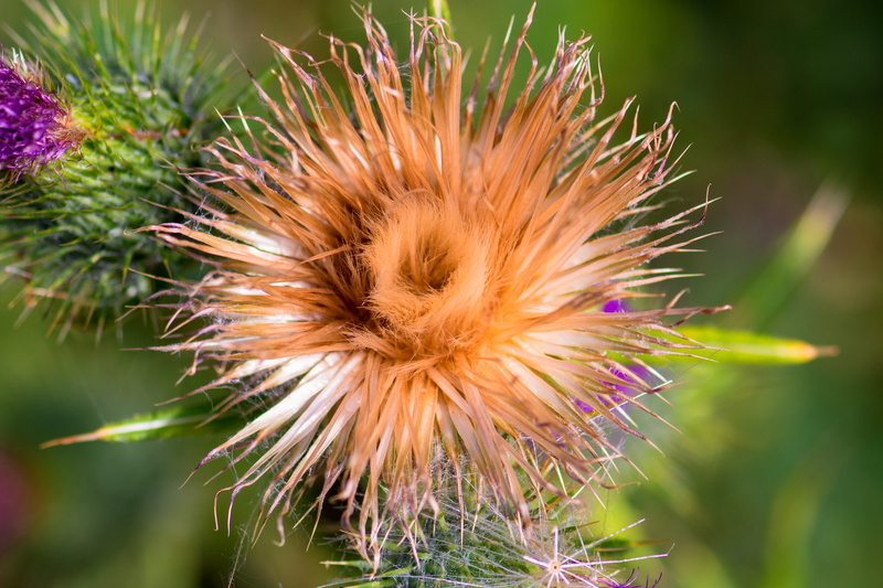 close up, close-up, spiky, bloom, no people, pointed, spiny, petal, purple, prickly, creeping thistle, flower head, focus on foreground, 4K, day, cirisium