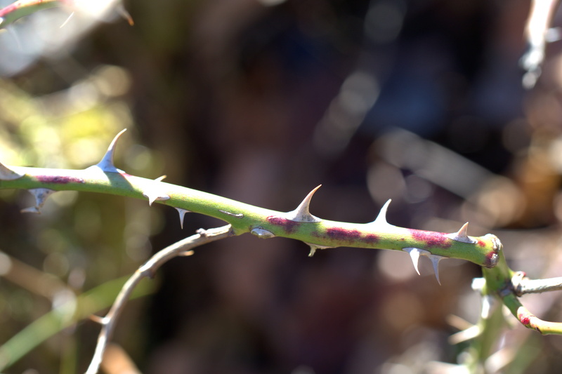 green color, flower, spiny, outdoors, flora, no people, sting, branch, prickly, plant part, leaf, sunlight, sharp, security, thorn, focus on foreground