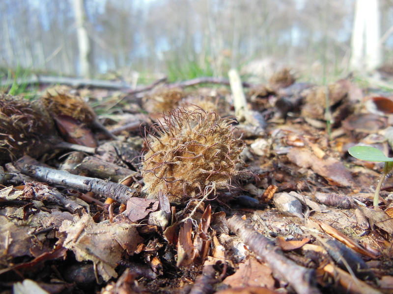 plant part, surface level, dry, nature, forest, sunlight, growth, leaf, close-up, 4K, dead leaves, dried, outdoors, land, grass, autumn, day, spiny, falling
