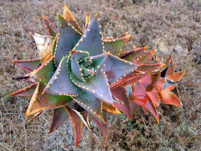 close-up, desert, thorny, water, plant part, beauty in nature, thorn, leaves, succulent plant, autumn, african, colourful, no people, health, leaf, herbal