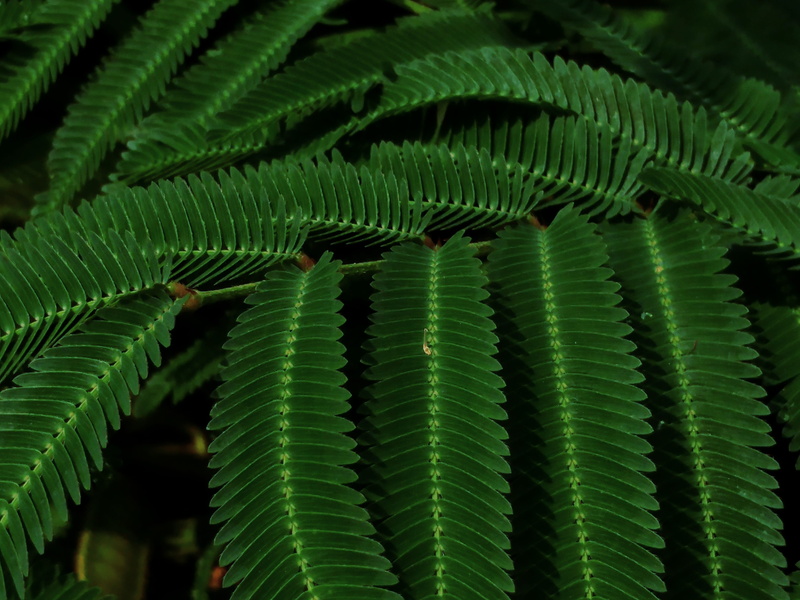 tranquility, spiky, full frame, meadow, nature, day, pattern, prickly, green color, outdoors, plant, close-up, leaf, beauty in nature, flora, botany, no people
